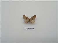 藏品(尺蛾195)的圖片